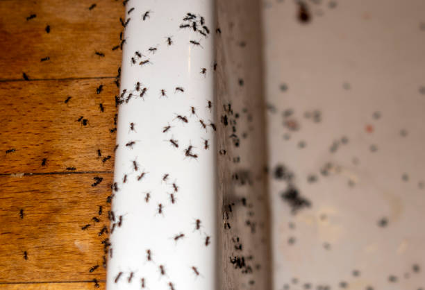 Insect Control in East Hampton North, NY