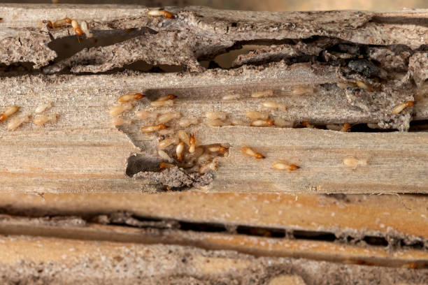  East Hampton North, NY Pest Control Pros